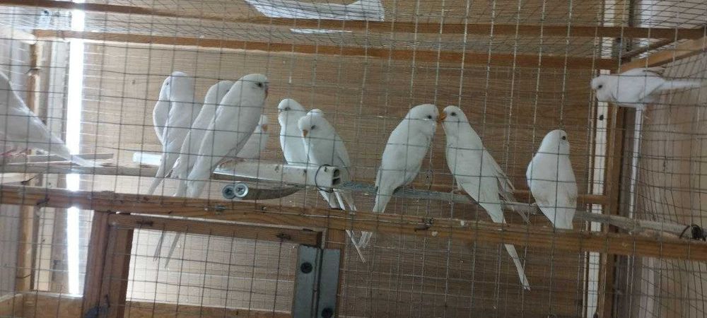 Попугаи волнистые