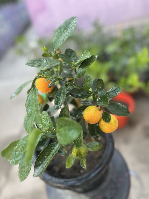 Продам мандарин каламондин