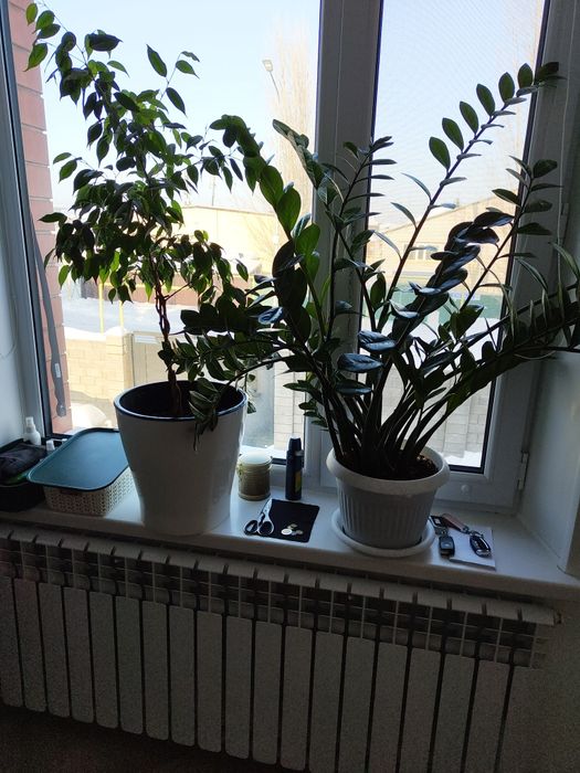 Продаю домашние цветы