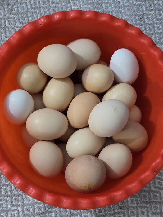 Домашние яйца каждый день