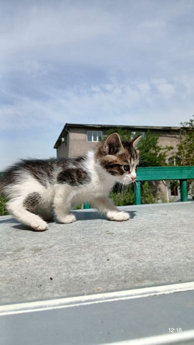 Котёнок  в хорошие ручки