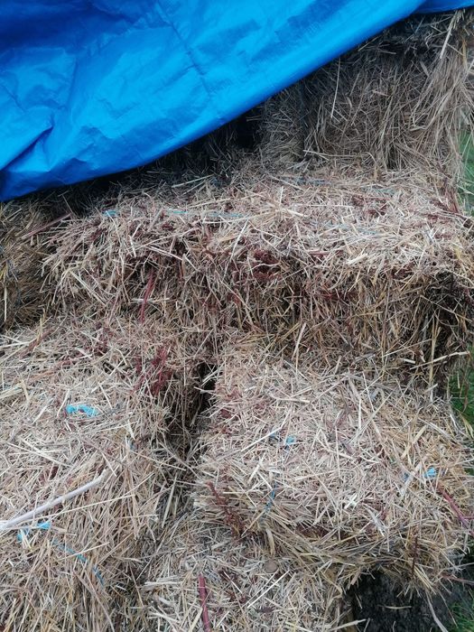 Baloți de fân, buruian