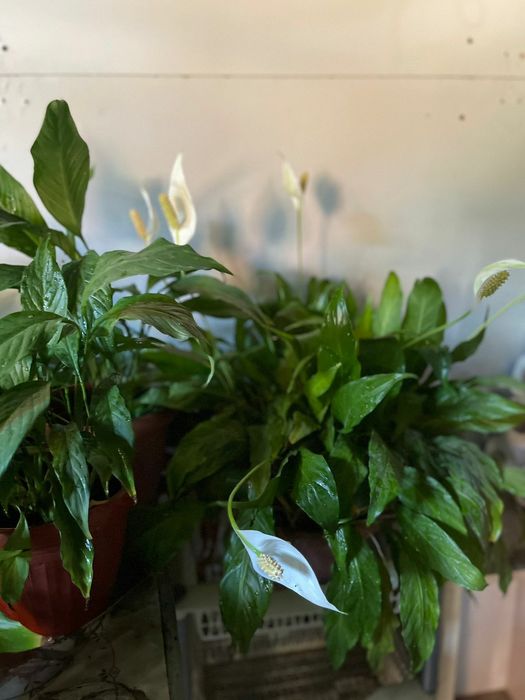 Комнатные растения