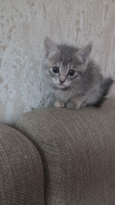 Отдам даром котят