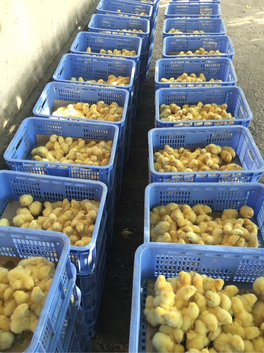 Инкубатор 48 талик бройлер  росс 308 кобб 500 ломан индук несушка