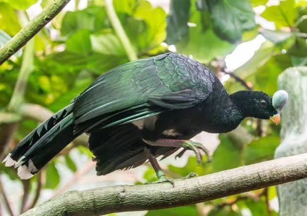 Pasari si fazani exotici