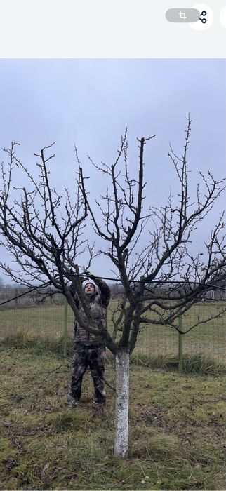 Tăiere /cosmetizare pomi Fructiferi !