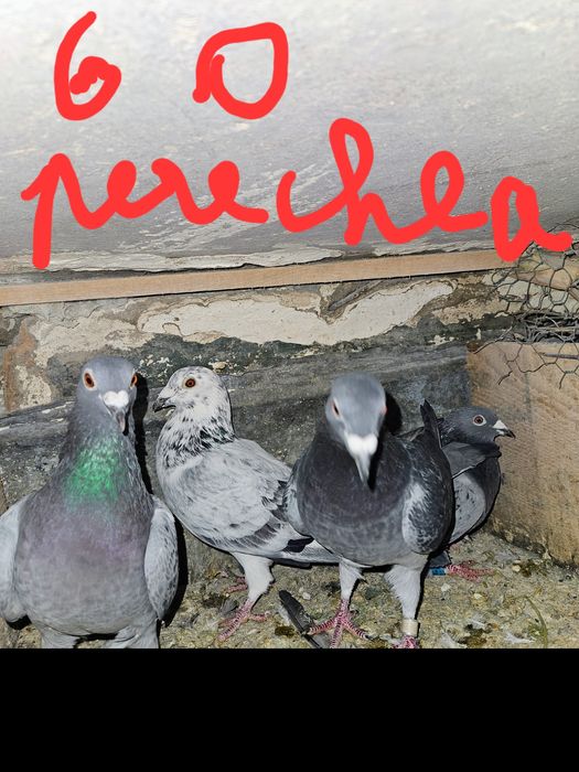 Vand porumbei voiajori !