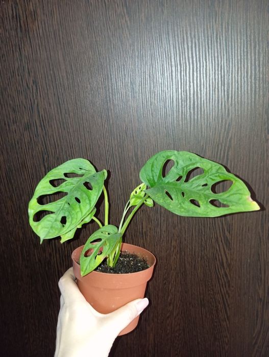 Монстера Манки Адансон