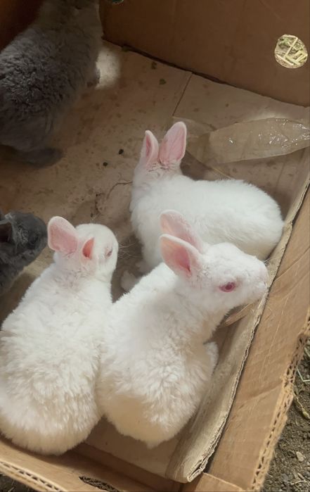 Disponibili iepurași Rex pitic alb și albastru !