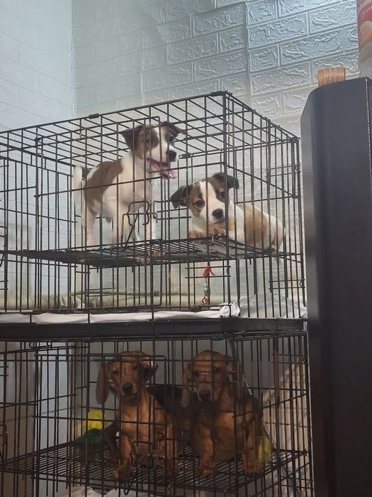 Джек рассел терьер