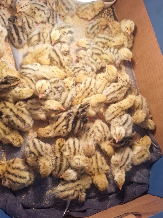 Пъдпъдъци на 10 дни със всички лекарства и ваксини