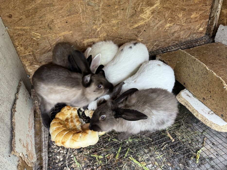 Продам декоративных кроликов