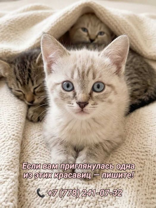 Отдаем в добрые руки очаровательных девочек.