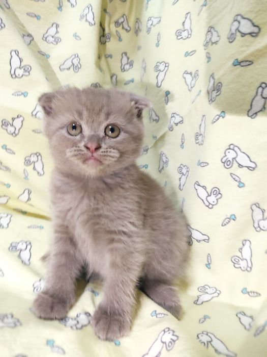 Продаются котята  страйт и фолд 
Возраст — 2 месяц