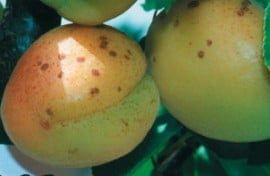 Pomi Fructiferi Străvechi Glia Strămoșească (Soiuri de CAIS)