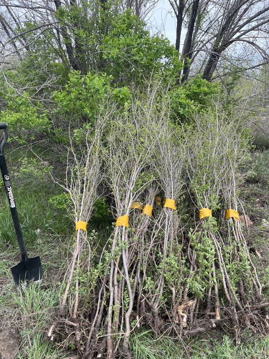 Живая изгородь карагач