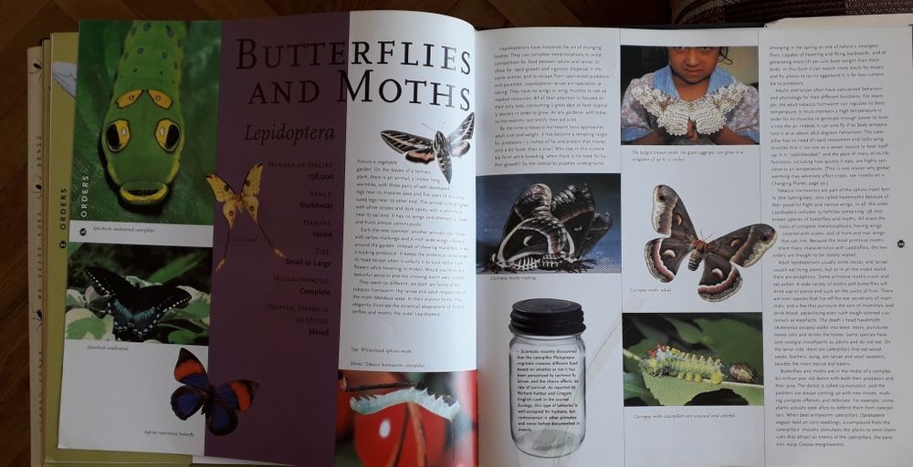 Album "Insecte", in limba engleza. Publicat in SUA