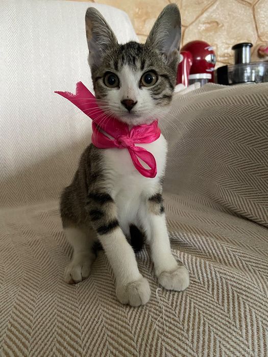 Pisic spre adopție