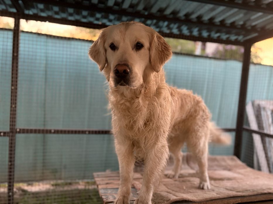 Золотистый ретрирвер для вязки