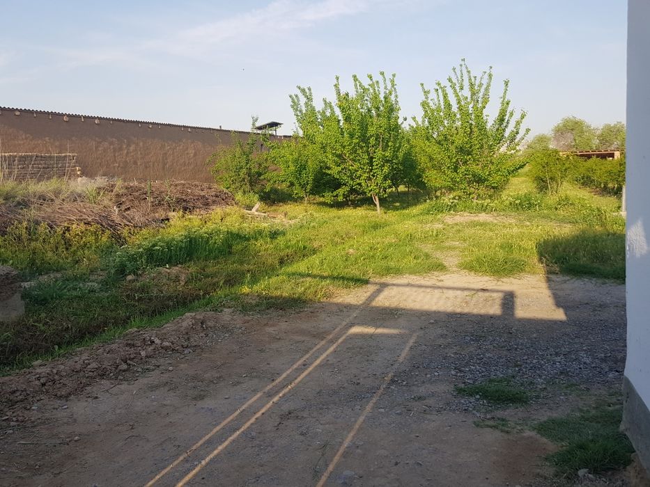 Tomorqa daraxtlari bilan maxallani markazida joylashgan 20 sotix.