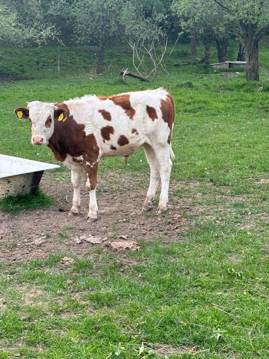 Tăuraș și Vitea bălțata românească