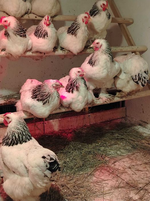 Ouă pentru incubat.