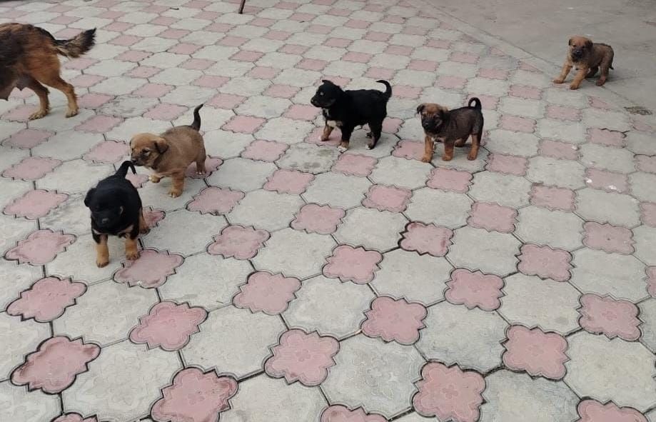 Маленькое счастье ищет дом!