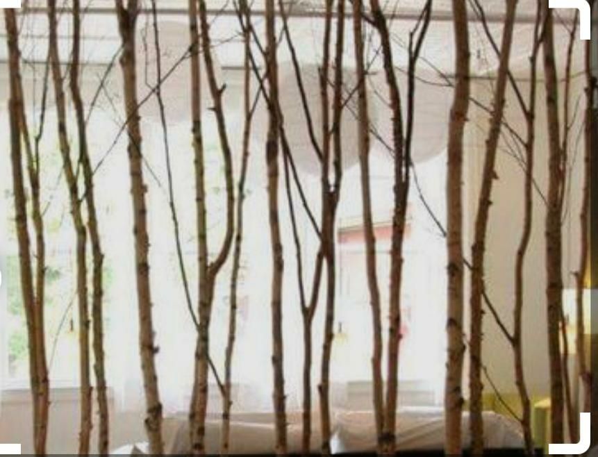 Mesteacan alb pentru decor. Trunchiuri