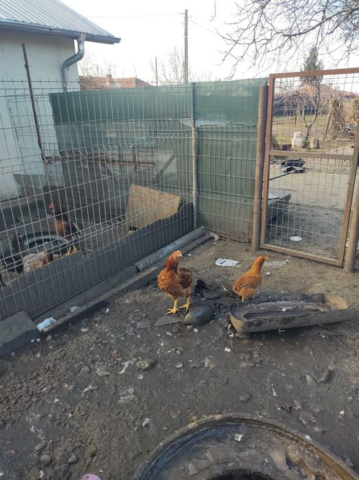 Cocosi rasa  Araucana din primavara
