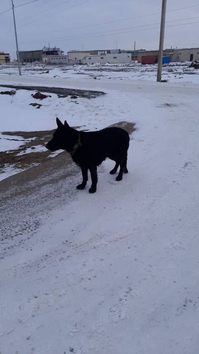 Щенки немецкой овчарки
