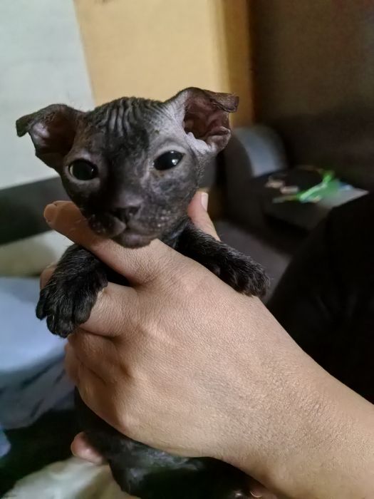 Продам котят сфинкса