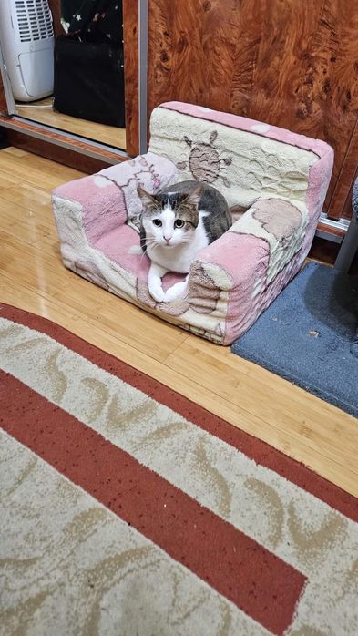 Motan 1 an de adoptat
