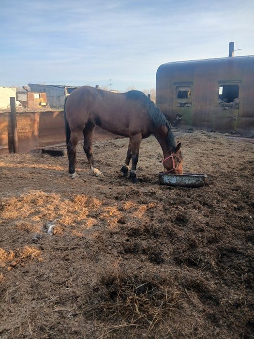 Продам кобылу 6 лет