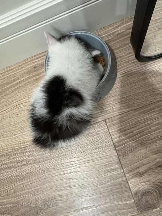 Котенок в хорошие руки
