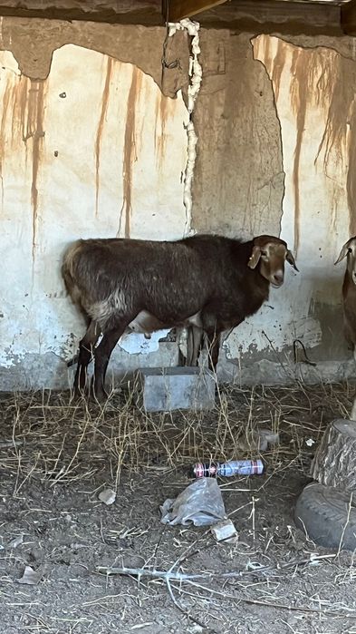 Кошкар порода жаксы 3 жасар