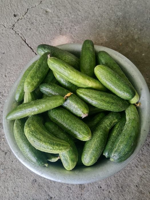 Продам огурцы,  помидоры