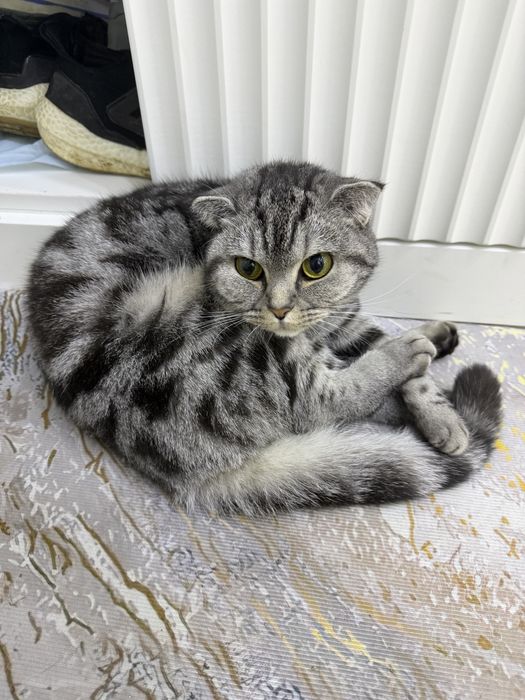 Отдам в добрые руки кошечку