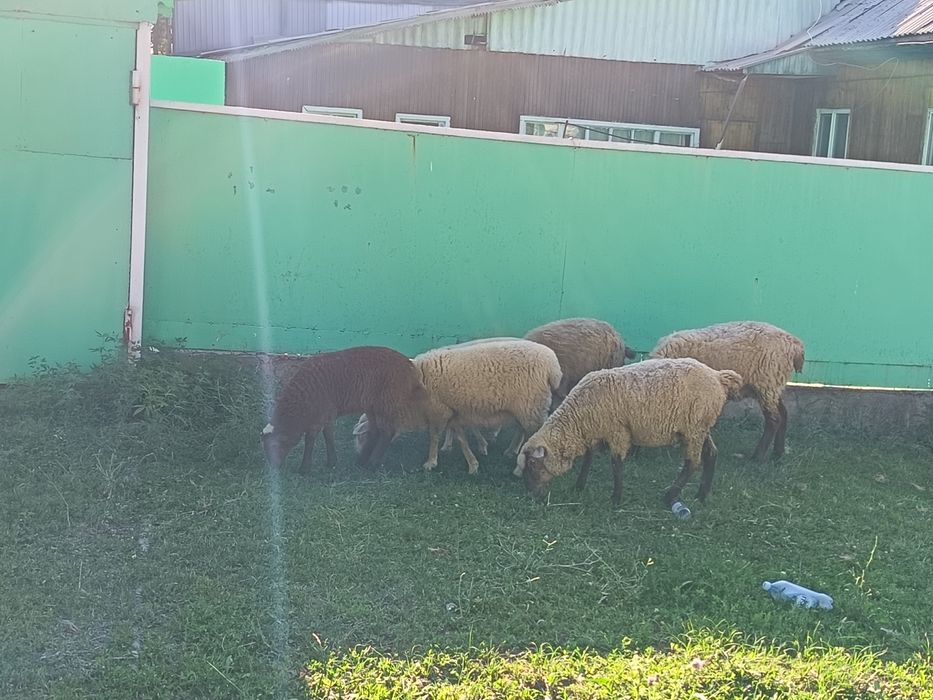 Продам баран. Звоните