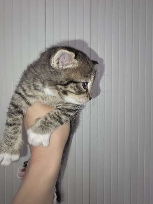 Отдам бесплатно  котенка девочка