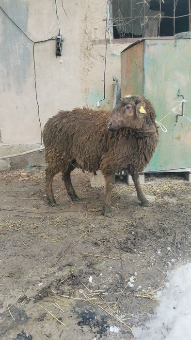 Семиз токты  бордакы