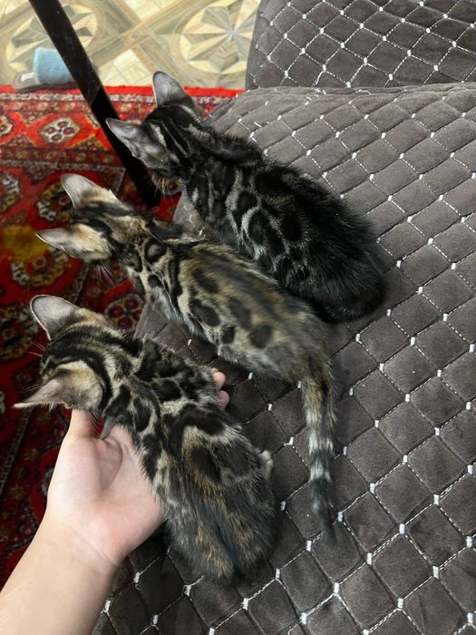 Вязка бенгальскый кот