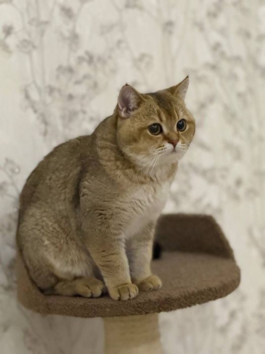 Вязка кот, британская шиншилла