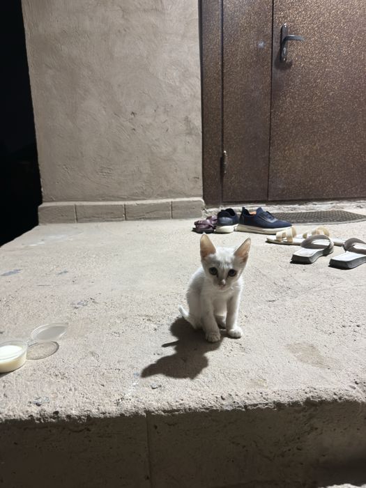 Милые котята ищут дом