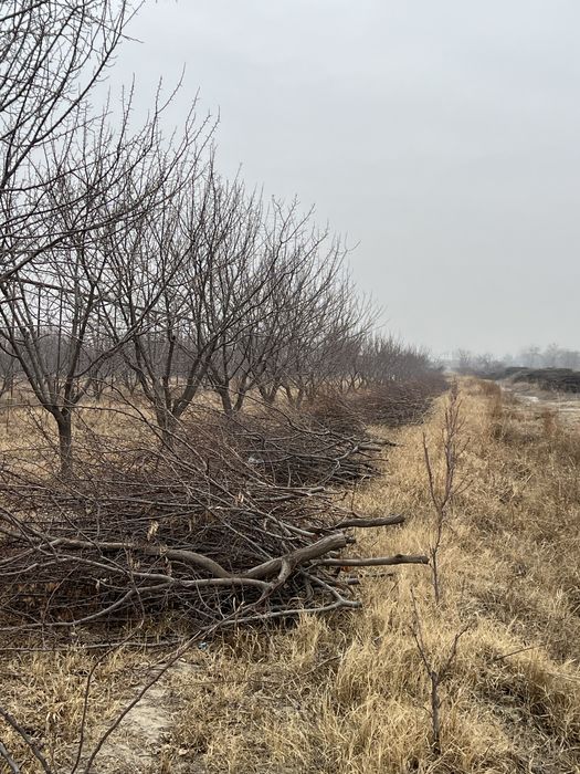 Oʻtin (sliva oʻrik gilos)