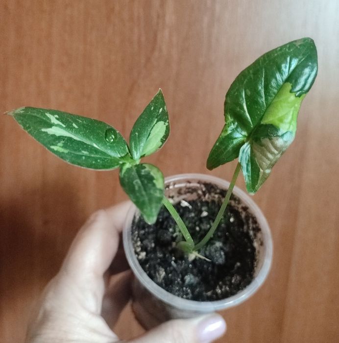 Сингониумы- растения комнатные