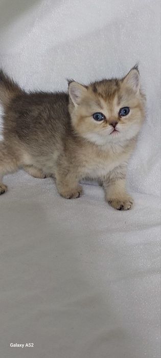 Кошки животные и