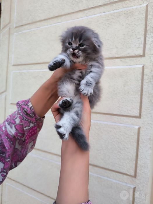 Котёнок на продажу   Мушучамиза сотилади