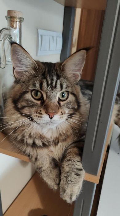 Продавам Мейн Куун