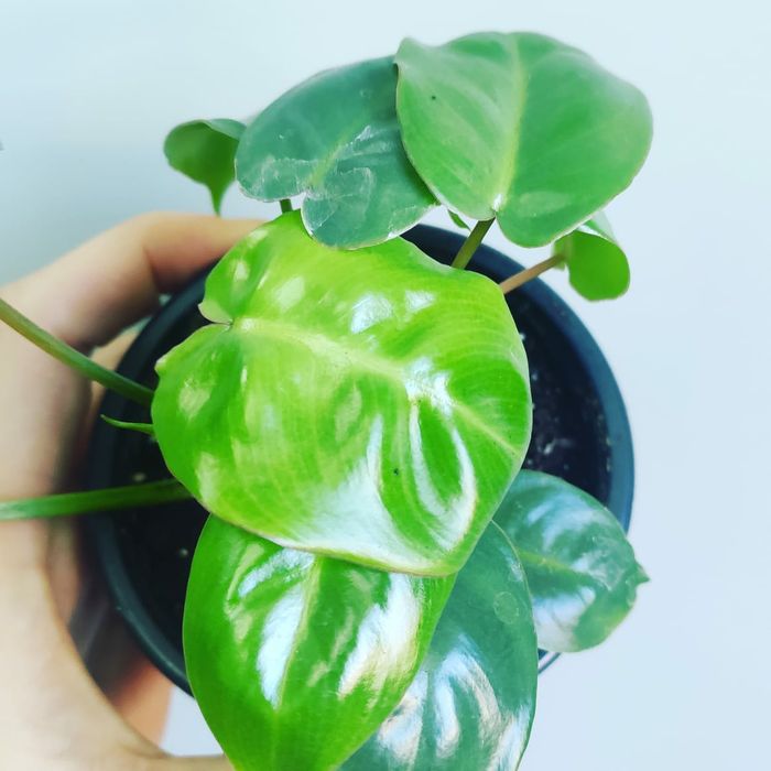 Филодендрон Burle Marks  Бурле Маркс. Комнатные цветы